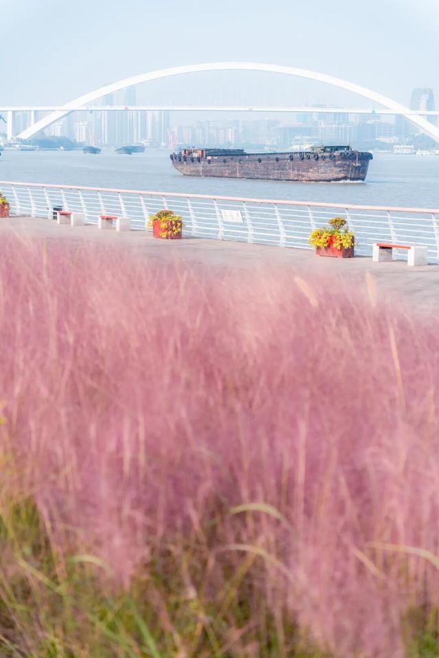上海市区人少免费的绝美粉黛花海！还能与陆家嘴三件套同框→
