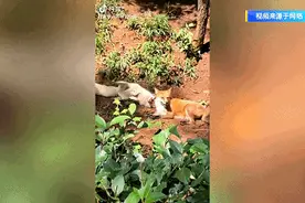 “狐闹”！网友拍到狐狸笑出声，云南这里还有火出圈的它们……图片