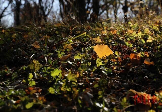 北京中轴线旁的初冬