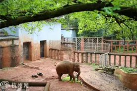 小象公主“福莱”过生日啦图片