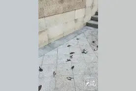 蹊跷！重庆一小区门前数十只鸟撞玻璃死亡？街道办回应：鸟尸体已送检图片