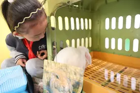 萌宠住进小学教室！这所小学用 “多维生态” 重构心理健康教育图片