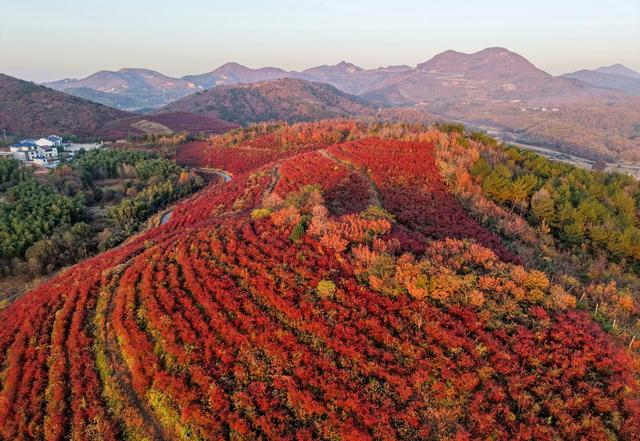 安徽庐江：蓝莓园变身“红叶秘境”