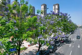 绝绝紫！玉城这条“蓝花楹大道”已上线图片