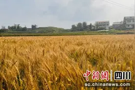 宜宾：小春作物种植面积和产量实现“双丰收”图片