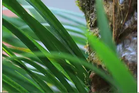 知乎者也｜叶允仁：百草之先话菖蒲图片