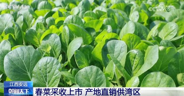 春季特色体验澎湃“春日经济”活力 “赏花+”激活新业态带动文旅消费持续升温