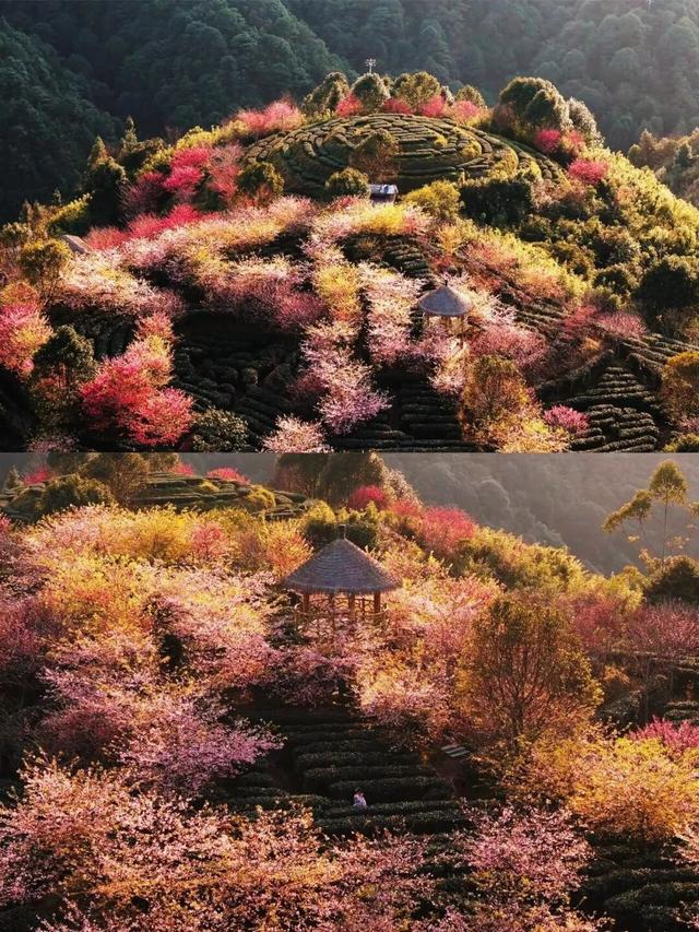 漳州的樱花，开啦！！！