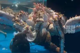 标价799的蟹吃了999的龙虾 网友：果然大家都喜欢吃海鲜图片