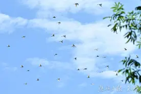 以绿为笔绘新篇——宣恩县生态环境保护工作综述图片