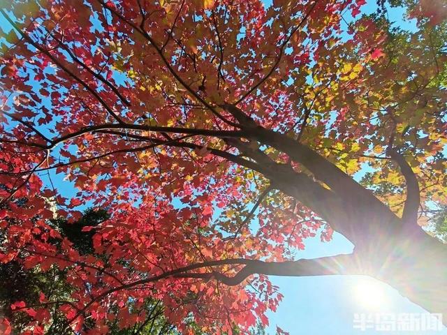 青岛八大关，乌泱泱的人为一件事而来！一款“魔法帽”火了！现场照片→