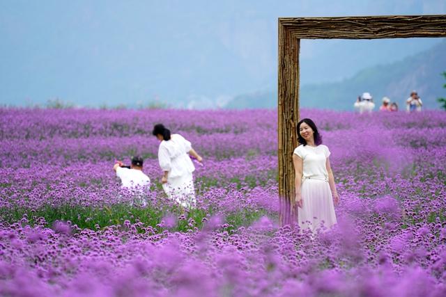 初秋时节 浙江乐清浪漫花海引客来