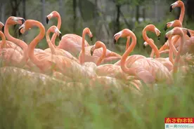 新加坡 体验绿色疗愈“新”玩法图片