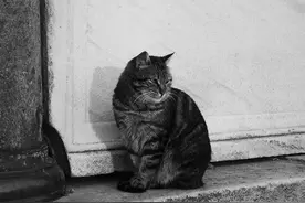 家猫能够捕食2084个不同动物物种图片