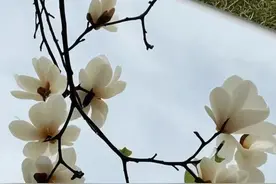 多图丨花红叶绿，快来莞城踏春！图片