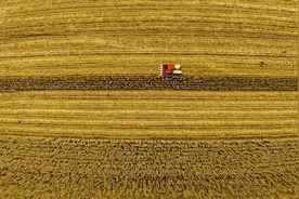 玉米亩均产量651.2公斤！西平以秋补夏，多维发力绘“丰”景图片