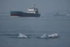 中华白海豚栖息地炸礁作业被叫停，海岸边的人兽冲突如何解决？图片