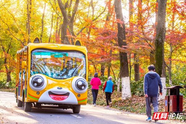 岁暖时刻丨枫叶一红，省植物园的“暖色派对”开始了