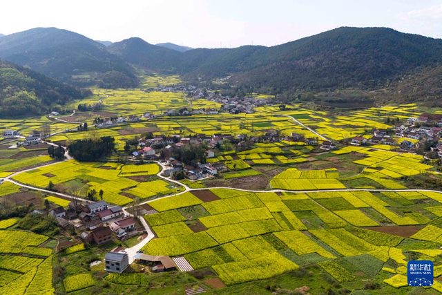 陕西汉中：金色花海里的农文旅融合新图景
