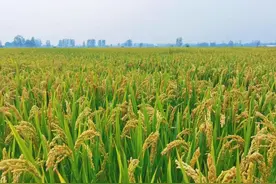 安徽怀远：风吹稻穗谷成“岭” 万亩糯稻好“丰”景图片