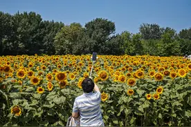 北京奥森“向日葵海洋”进入盛花期，预计花期至月底图片