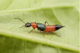 “会飞的硫酸”，遇见它千万别拍！图片