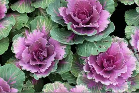 羽衣甘蓝想要“循环”吃，还是有点门道的～丨 小叶子有“花”招图片