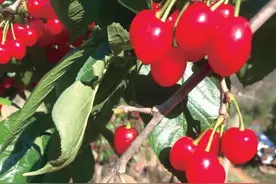 甜如初恋！走，摘樱桃去~图片