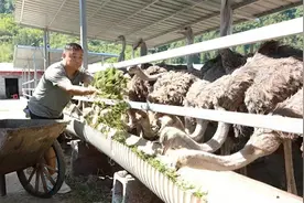 “咕咕咕”“嘎嘎嘎”，非洲鸵鸟在巴东安了家图片