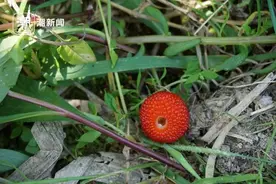 马上要刷屏浙江人朋友圈的小红果，到底叫啥？图片