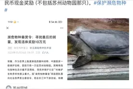 国内一民间公益组织十万元悬赏寻找斑鳖，团队负责人回应图片