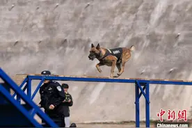 湖北宜昌：警犬“比武”各显绝技图片