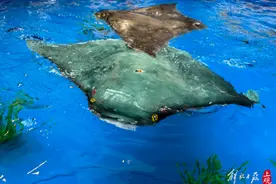 海中隐形无人机来了，智能软体仿生鱼可携“华为芯”入水，长得像摸得像游得像图片