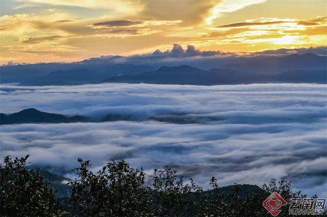 临沧临翔：邦东乡秋茶遇云海 山水画卷醉游人