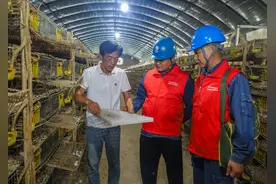 温县：电力引擎助养殖 鹌鹑生出“致富蛋”图片