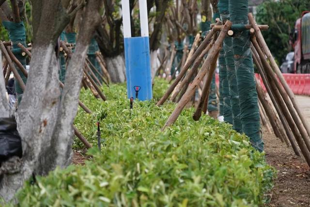 黑路面+银杏道！大凤路景区段绿美“上新”