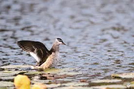 “全世界最小的鸭子”棉凫来厦做客，体长30厘米左右属国家二级保护野生动物图片