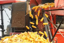 玉米采收后晒到何种程度最适合存储图片