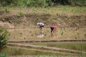 开阳县冯三镇：秧苗移栽绘就乡村振兴新“稻”路图片