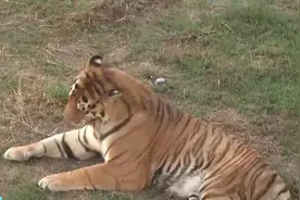 “动物园20只东北虎死亡” 安徽阜阳林业部门通报涉事动物园情况→图片