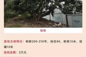深圳200年荔枝古树，1年采摘权拍出近20万元！图片