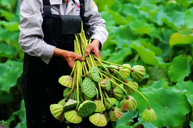 夏日限定！湘湖莲蓬上线，周末100个免费送，西湖莲蓬也快了