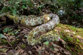 科创未来丨蛇年看蛇！谁是蛇界“欧阳锋”？图片