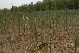 甘肃平凉发布雷电黄色预警 人工增雨缓和旱情图片