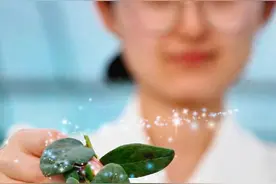 大海的味道 | 从“小小浆果”到“产业蓝海” 看一颗蓝莓在日照的华丽蜕变图片