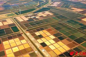 滨州对虾·盐田传奇——沧海桑田间的生命馈赠图片