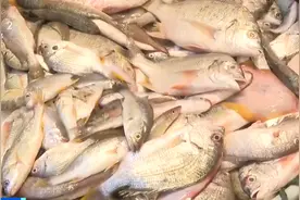 石蟹7元一斤！福建厦门开渔“第一网”市民抢购“尝鲜”图片