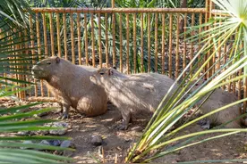 一张门票悬赏“通缉”卡皮巴拉的动物园辟谣全网最“抠门”：只想动员市民寻找，没想到火了图片