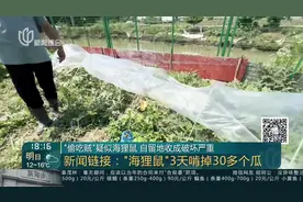 “偷吃贼”疑似海狸鼠 自留地收成破坏严重 新闻链接：“海狸鼠”3天啃掉30多个瓜