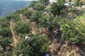 全国最早！石屏优质特早杨梅抢“鲜”上市图片